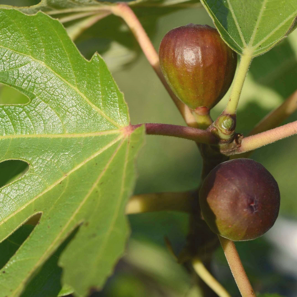 Monstrueuse Fig Unrooted Cuttings (3x) - Ficus carica, 5-6" Each
