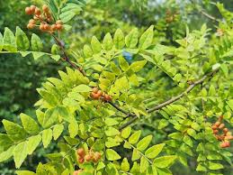Zanthoxylum piperitum Cuttings - 4 Count | Japanese Pepper Tree, Fragrant Foliage
