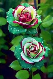 Ruby Green Twin Rose Seeds - 20 Seeds, Rare Bicolor Perennial, Fragrant