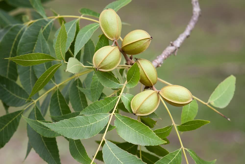 Pecan Tree Seeds (Carya illinoinensis) – 5 Seeds for Nut Tree, Fast-Growing Shade & Orchard