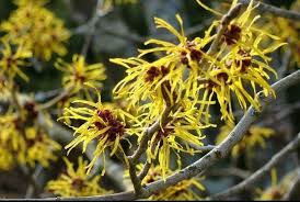 Witch Hazel Shrubs Hamamelis virginiana - 3 Bare Root Plants, 12–18"
