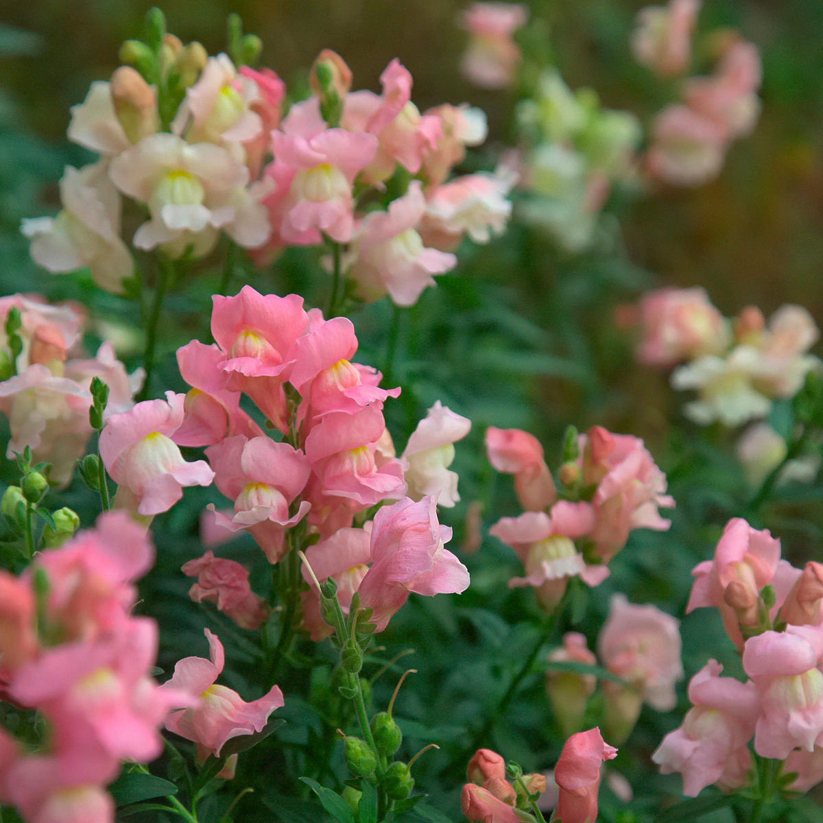 Costa Light Rose II Snapdragon Seeds (Antirrhinum majus) - 1000+ Seeds, Soft Rose-Pink