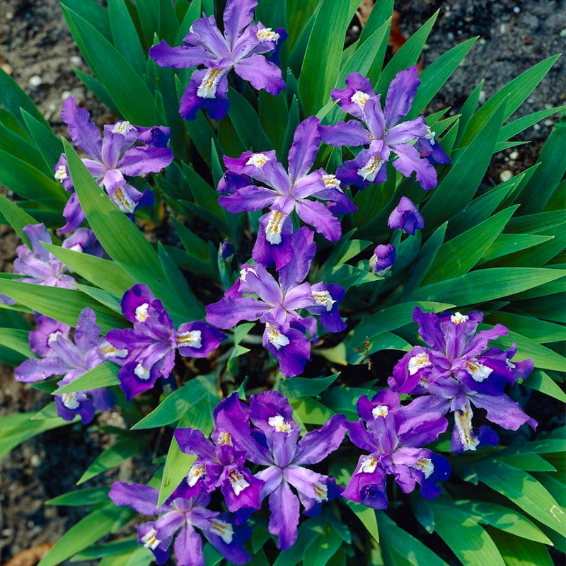 Crested Dwarf Iris (Iris cristata) Bare Root - 5 Plants