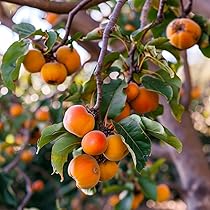 10 Persimmon Tree Seeds (Diospyros virginiana) - Sugar Plum Native Fruit Tree