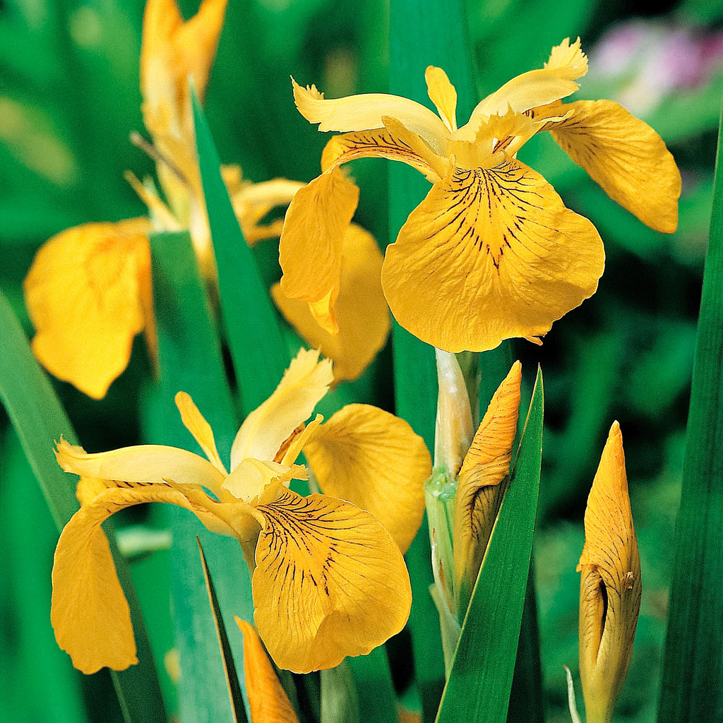 Yellow Water Iris Plants - 5 Bare Root Starter Plants for Ponds & Wet Soils (Zones 3-9)