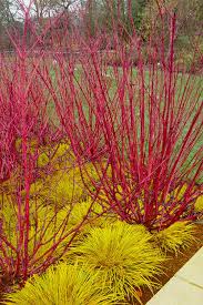 Red Osier Dogwood Cuttings - 30 Live 12-Inch Stems (Cornus sericea) Zone 3-8