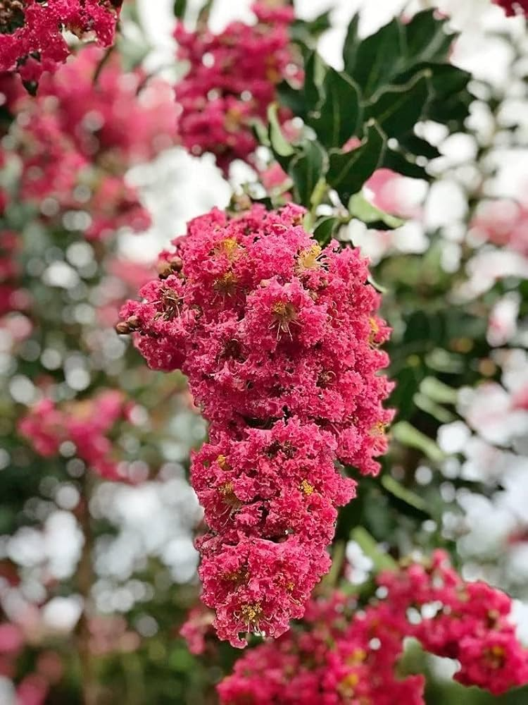 Pink Crape Myrtle (Lagerstroemia indica) - 10 Live Clippings, ~6 in, Organic Wild Grown, Easy to Root