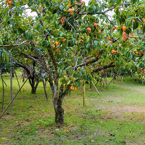 Persimmon Tree Cuttings - 3 Diospyros kaki, Japanese Persimmon - Rooting or Grafting (USDA 6-11)