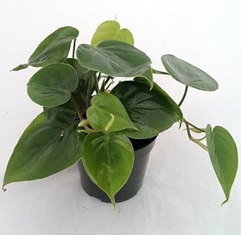 Cordatum Philodendron 2" Rooted Multi-Cutting Starter Plant | Heartleaf Vine