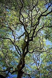 Corkscrew Willow Cuttings (Salix matsudana 'Tortuosa') - 10 Live Cuttings, Zones 3-10