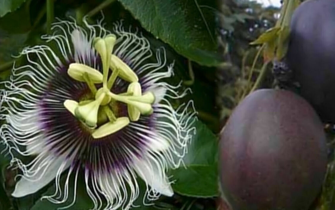 Possum Purple Passion Fruit Plants (Passiflora edulis) - 5 Live Starter Vines, Self-Fertile Tropical Fruit