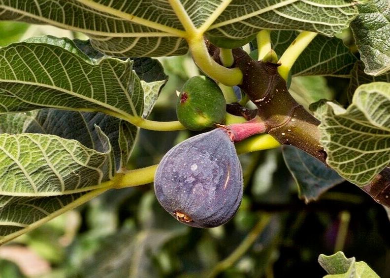Black Madeira Fig Cuttings (2) - Ficus carica, Willow Water Rooting