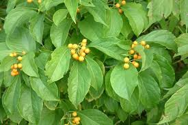 Celastrus scandens (American Bittersweet) Seeds - 30 Seeds Native Climbing Vine