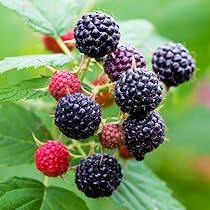 Black Hawk Raspberry Plants (Rubus occidentalis) - 2 Pack, 1–2 Year Old, Hardy
