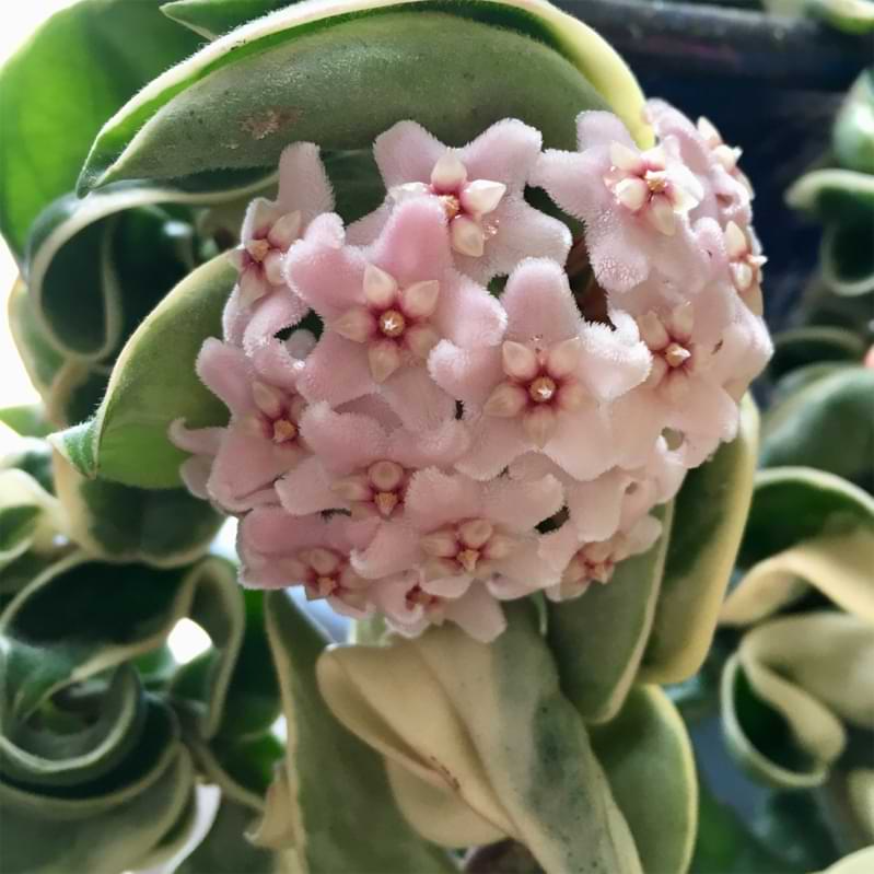 Hoya Hindu Rope Cuttings - 2 Unrooted 3" Stems - Hoya compacta (Wax Plant) Propagation