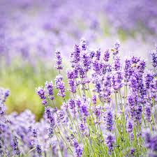 California Lavender (Lavandula angustifolia) 15 Organic Unrooted Cuttings – 6", Fragrant Prolific Propagation