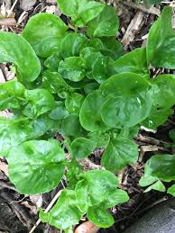 Brazilian Spinach (Sissoo / Samba Lettuce) – 4 Organic 4–5" Cuttings | Alternanthera sissoo