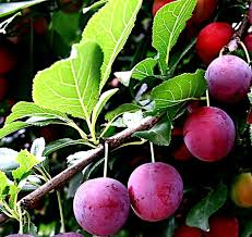 Prunus americana Wild Plum Cuttings - 12 Unrooted Dormant Hardwood Cuttings (6-8")
