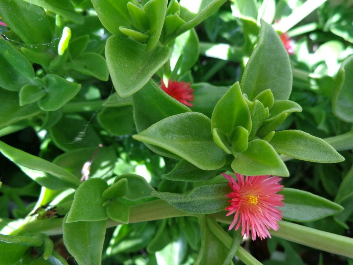 Aptenia cordifolia Cuttings - 20 Red Apple Ice Plant Baby Sun Rose Unrooted Cuttings