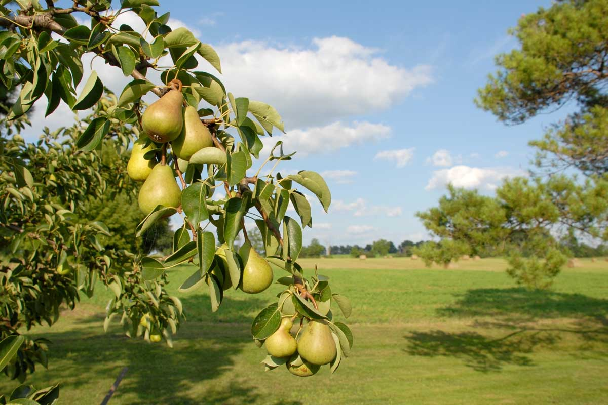 Organic Pear Tree Unrooted Cuttings — 5 x 10", For Propagation