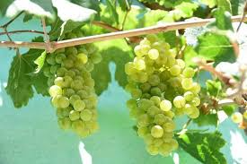Cotton Candy Grape Cuttings (4 Unrooted Hardwood) - Vitis spp. | Zones 7-10