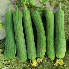 Luffa Chubby Pier Gourd Seeds (Luffa aegyptiaca) - 30 Non-GMO Heirloom Loofah Sponge Gourd Seeds