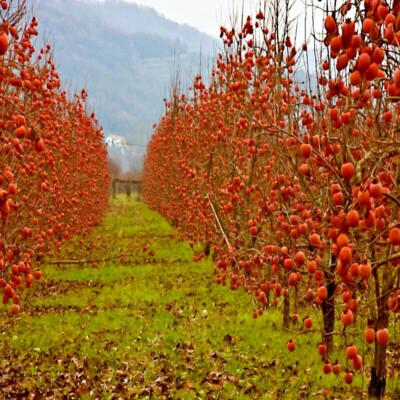 Diospyros Virginiana (American Persimmon) Seeds - 5 Pack, Sugar Plum, Cold-Hardy
