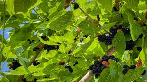 50 Black Mulberry Seeds (Morus nigra) - Hardy, Fast-Growing, Edible Berries