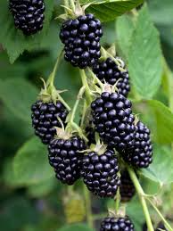 5 Blackberry Scion Unrooted Cuttings (Rubus fruticosus) for Rooting or Grafting