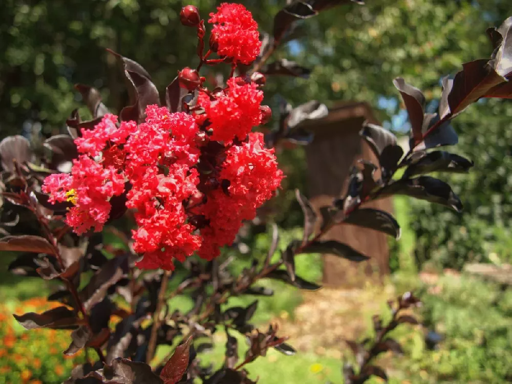 Black Diamond Crape Myrtle Starter Plants - 2 Rooted 6" Cuttings, Red Flowers, Purple-Black Foliage