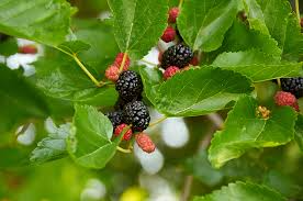 Texas Mulberry Tree Cuttings (Morus spp.) - 10 Unrooted Hardwood Stems, Drought Tolerant, Zones 6-9