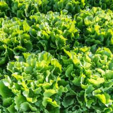 Endive Broadleaf Batavian Seeds (Cichorium endivia) - 850 Non-GMO Heirloom for Salads & Garden