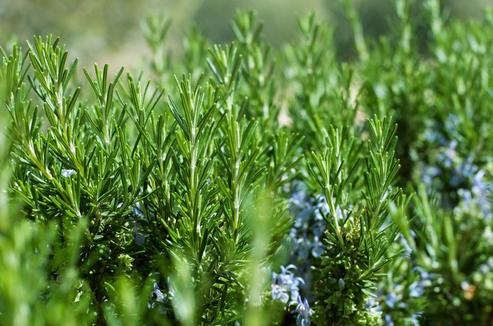 Rosemary Cuttings - 6 Unrooted 4-6" Rosmarinus officinalis