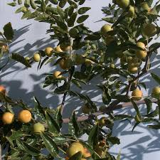 Chico Jujube Scion Cuttings (Unrooted), 3 count, 6-8" - Ziziphus jujuba for Grafting