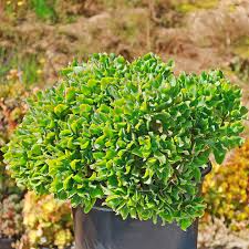 Crassula arborescens 'Undulatifolia' Cuttings (Ripple Jade) - 3 Unrooted Stems, 4-5"