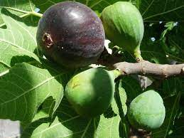 Andijan Fig Unrooted Cuttings - 3 Rare Ficus Carica Cuttings for Rooting or Grafting