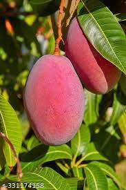 5 Red Mango Fruit Tree Unrooted Cuttings (Mangifera indica) for Grafting or Rooting