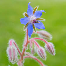 Borage (Borago officinalis) Seeds - 50 Count - Heirloom, Bee Friendly