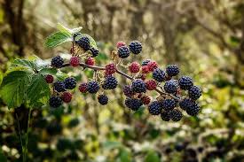 Black Raspberry Plant - Rubus niveus (Mysore) Bare Root Starter Fruit Bush