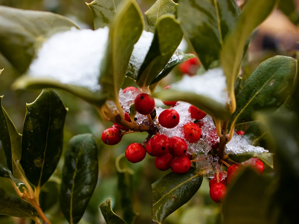 American Holly Seeds (Ilex opaca) - 30 Seeds for Hedging, Privacy Screens, and Landscaping