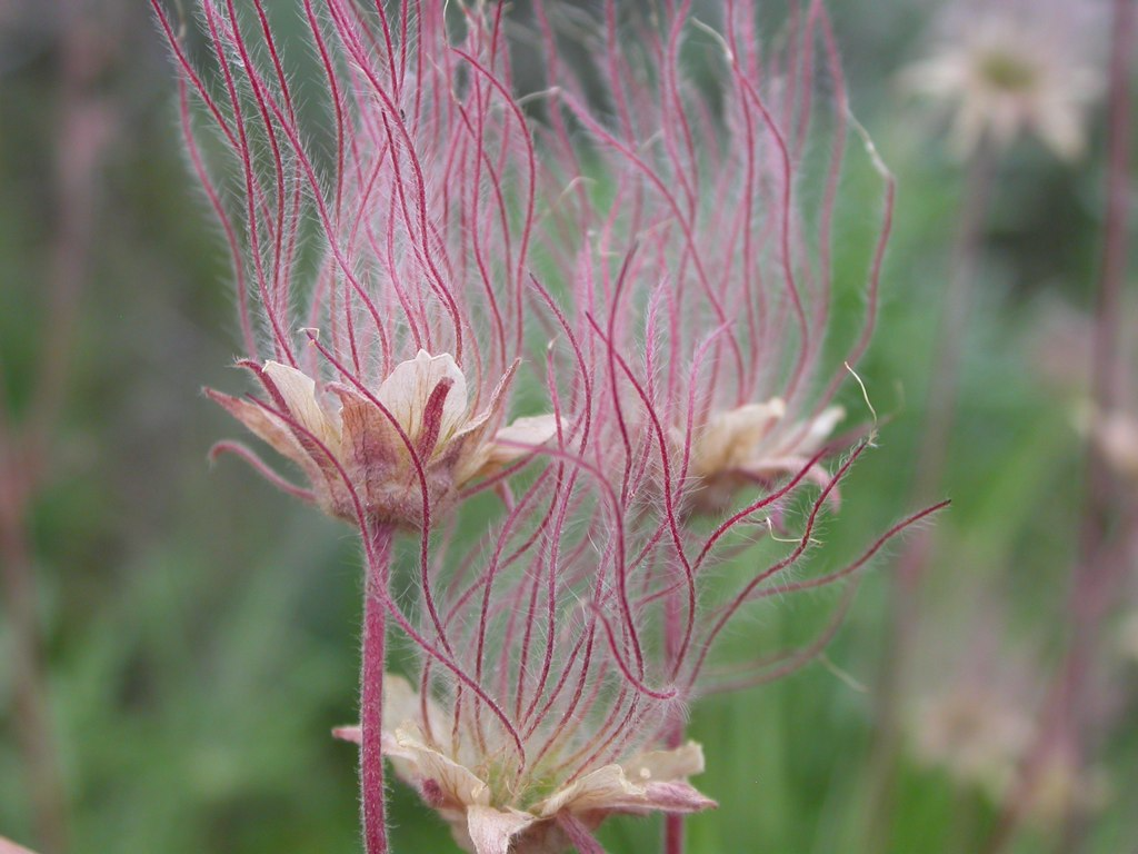 Prairie Smoke Fire Geum triflorum Seeds – 20 Seeds, Drought-Tolerant Perennial Wildflower