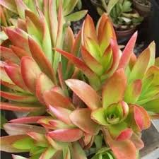 Crassula capitella Campfire Unrooted Cuttings - 3 Red & Green Succulent Campfire Jade Plant