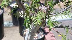 Bursera microphylla Waterman Form - 7" Bare Root Rare Succulent (Elephant Tree)