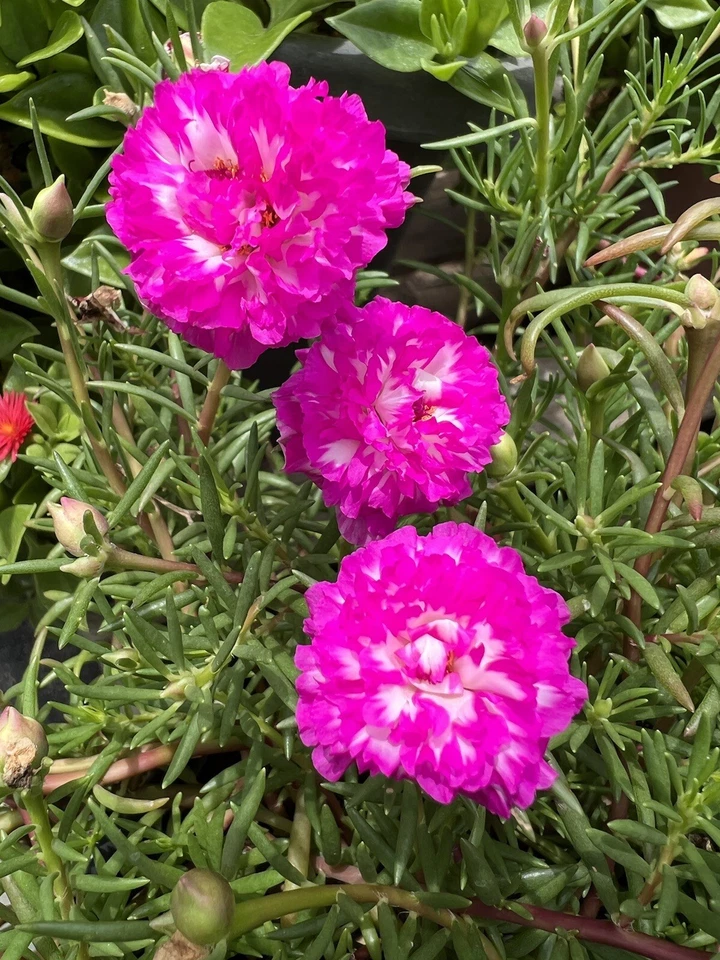 Portulaca Grandiflora Irin 5 Unrooted Cuttings Moss Rose Purslane - Rare Color