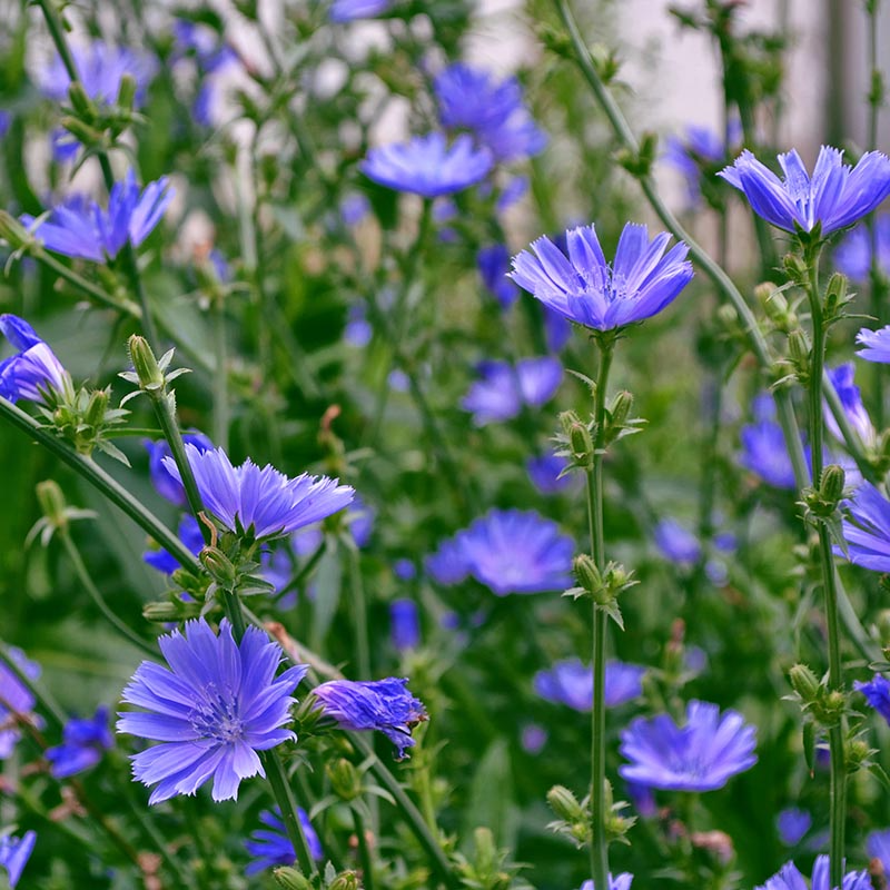 Chicory Wildflower Seeds (Cichorium intybus) - 100 Non-GMO Blue Flowers for Pollinator Gardens