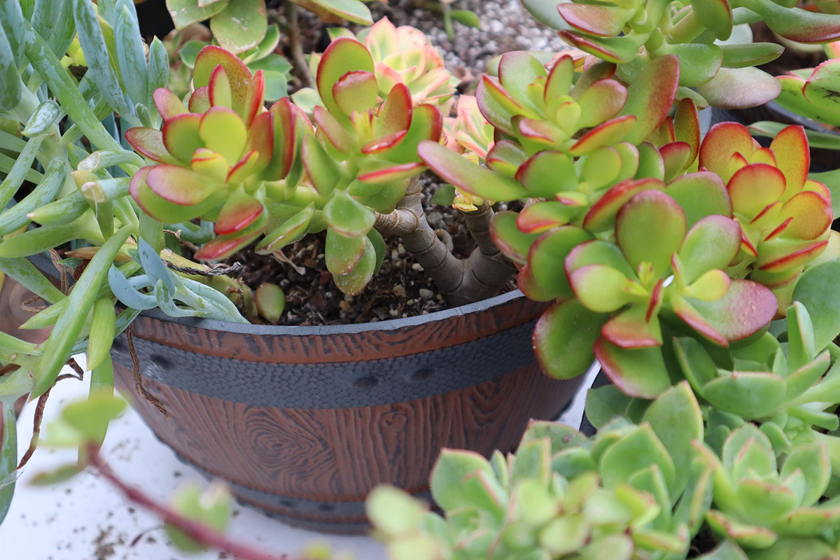 Jade Plant Cuttings - Crassula ovata (2 Unrooted 3-5" Stems) Easy Care Succulent
