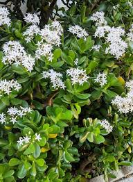 Crassula ovata Cutting - Thick Stem Jade Plant 0.5-0.75" Diameter | Succulent Propagation