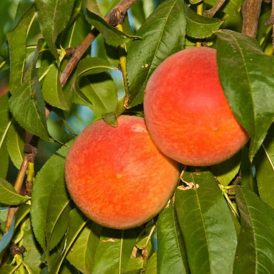 Donut Peach Fruit Tree Scion Cuttings (6-10"), Unrooted - Prunus persica var. platycarpa