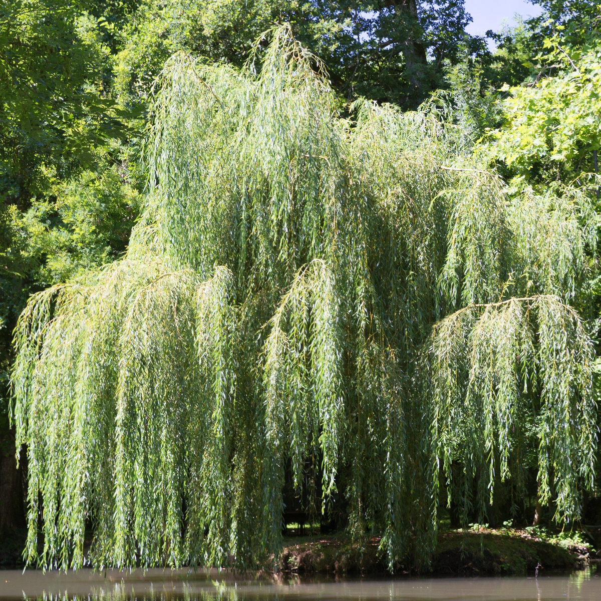 Weeping Willow Cutting - Salix babylonica (Bare Root, 14-24")