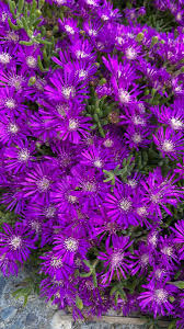 Delosperma Creeping Ice Plant - 12 Unrooted Cuttings (Purple/Pink) 4-7"